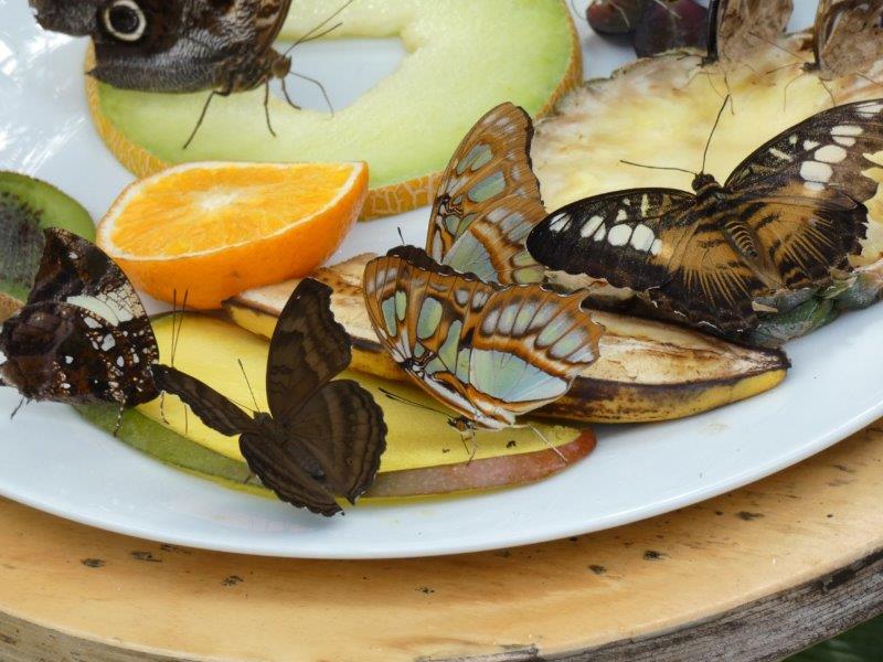 ButterflyHouseHMecJuly23 7
